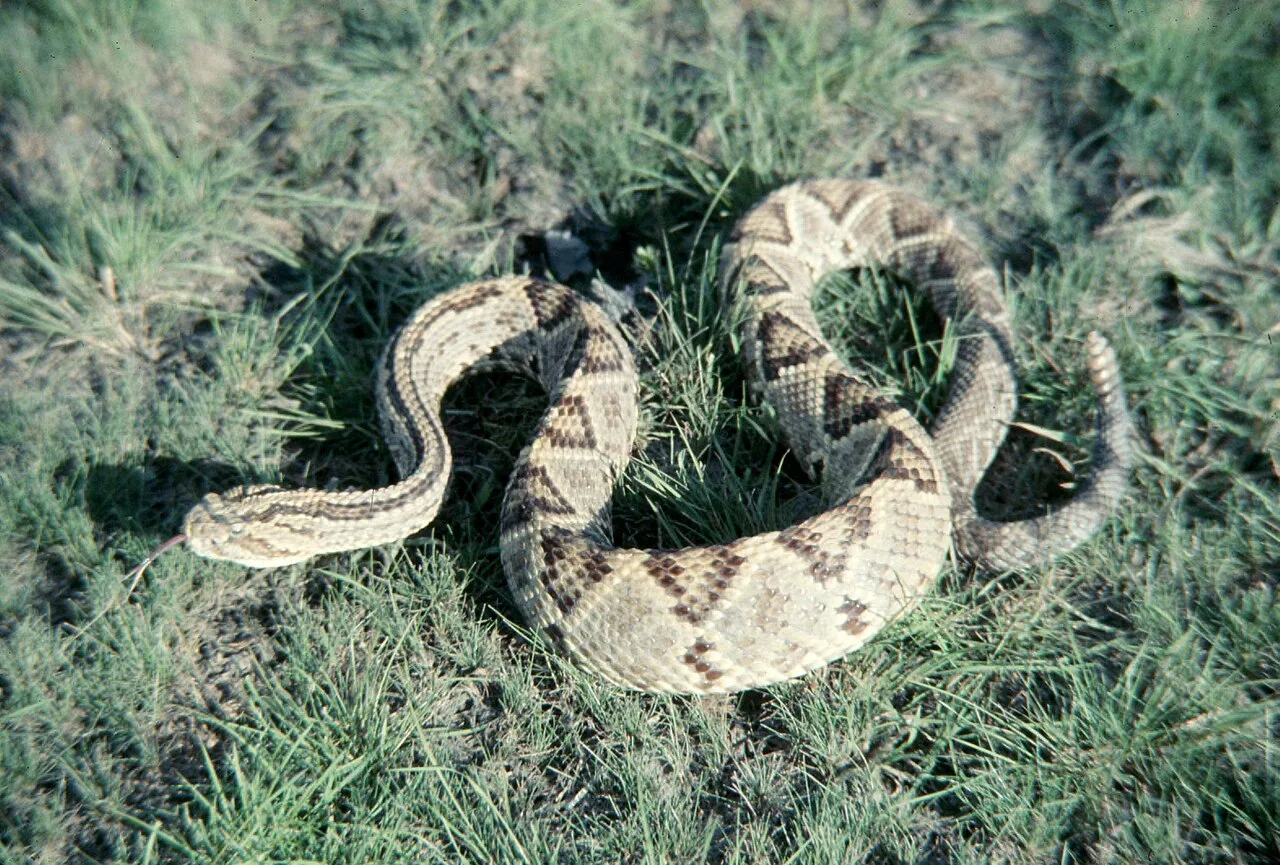 2015 Viper Diamondback